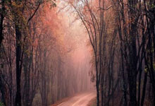 B体育在线-尼斯表现出色，取得胜利保持连胜