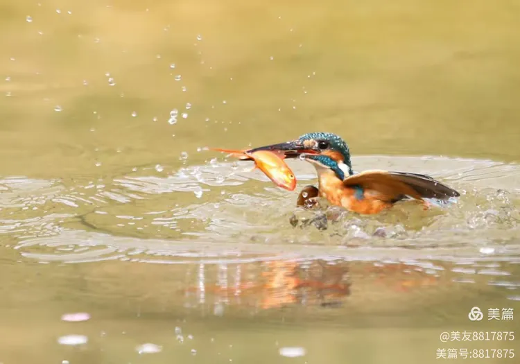 B体育官网app-关于飞鸟猛烈进攻惊艳逆转获胜的信息